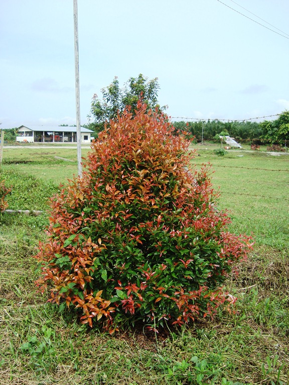 File Bunga pucuk  merah 24 JPG Wikimedia Commons