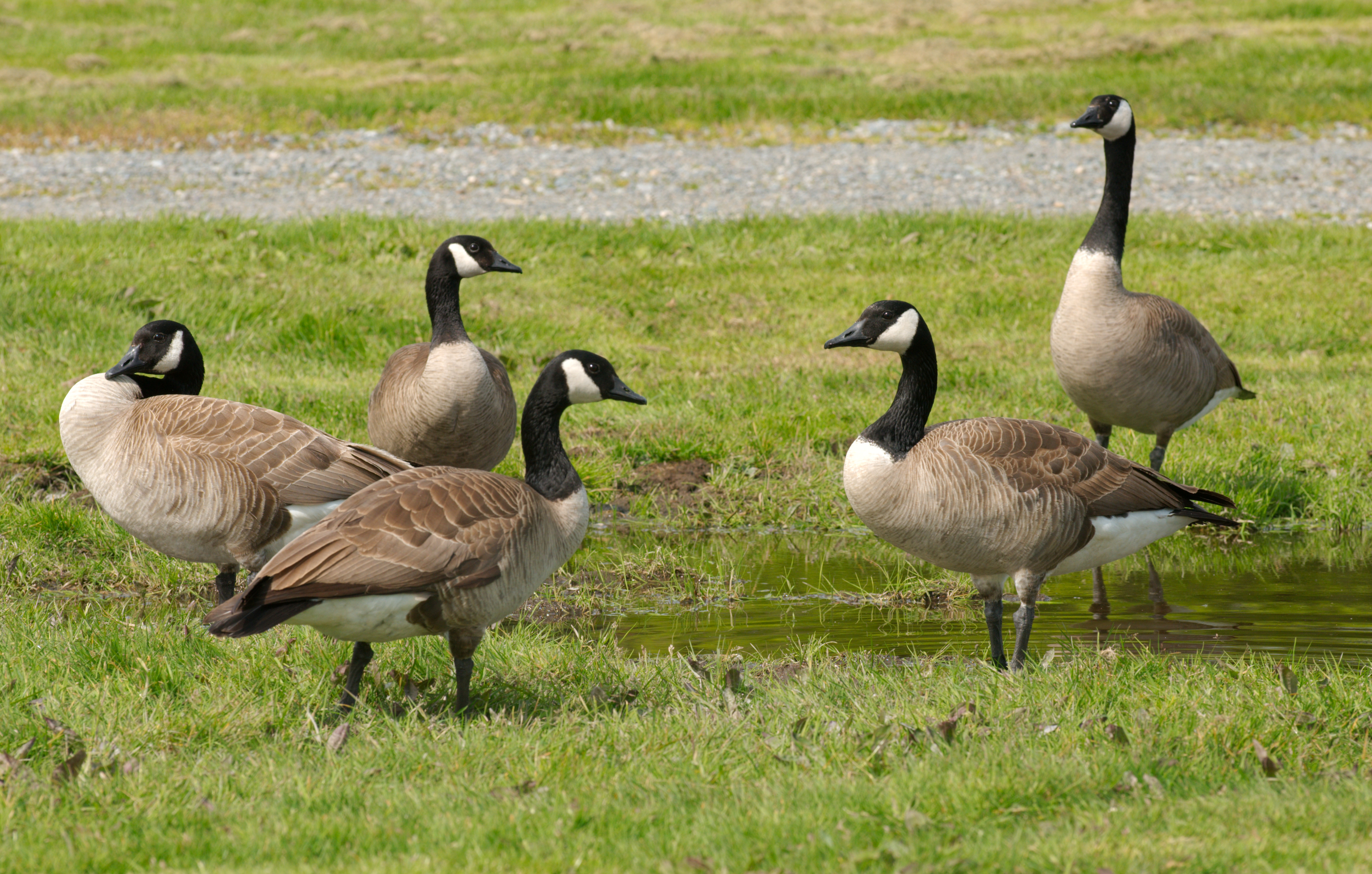 File Canada Geese At Marymoor Park jpg Wikimedia Commons