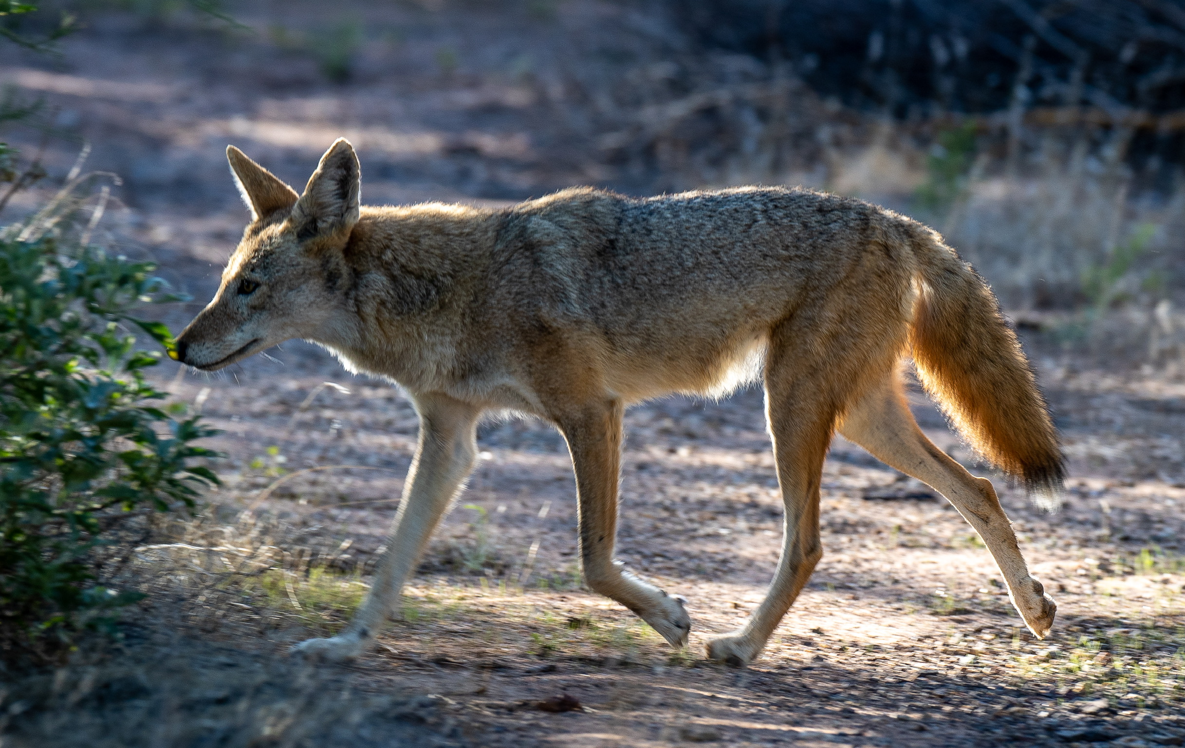 Белки волки 2. Canis Ferus. Canis Urcanus. Canis cakqcho. Canis dalmaticus..