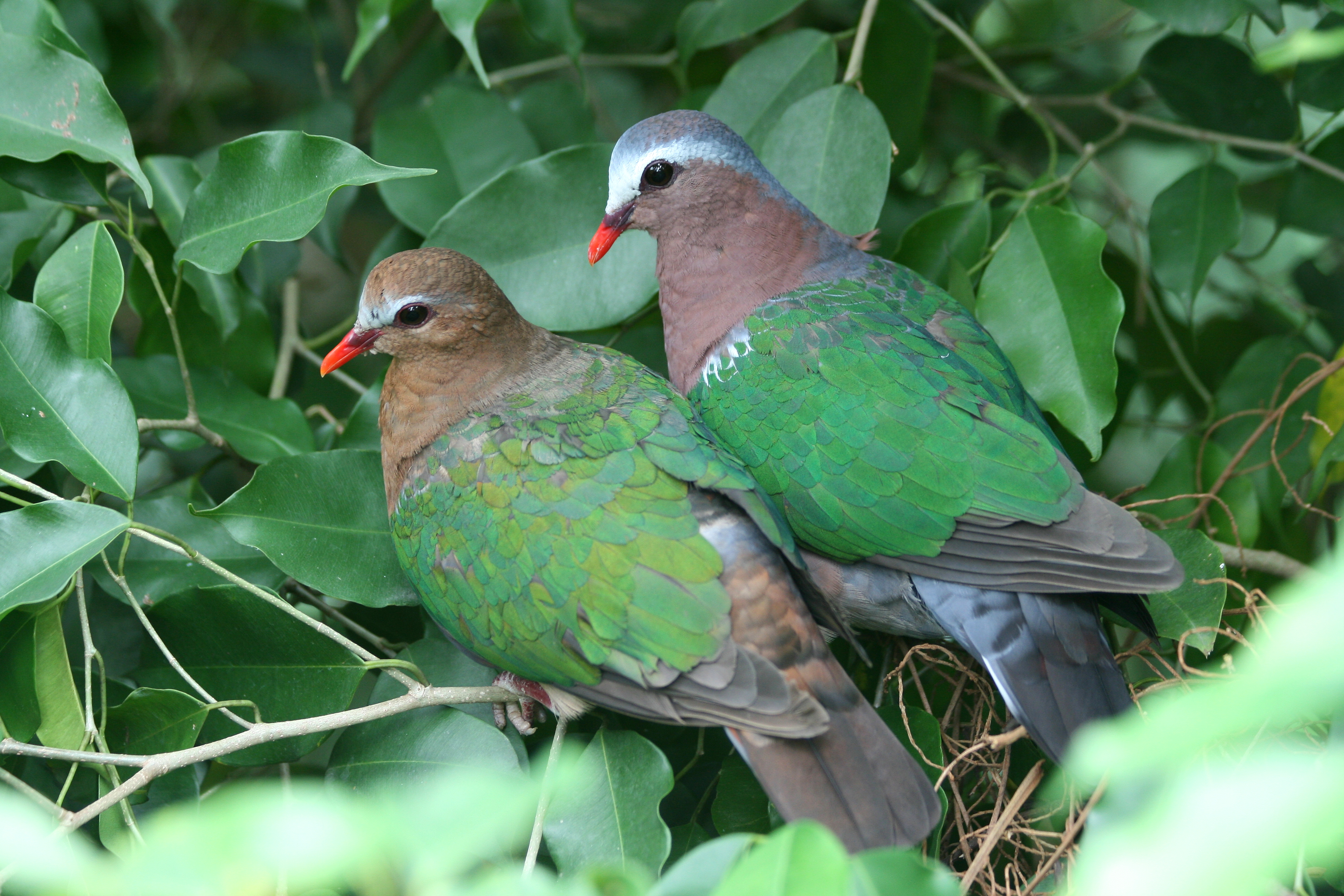 Common emerald dove - Wikipedia
