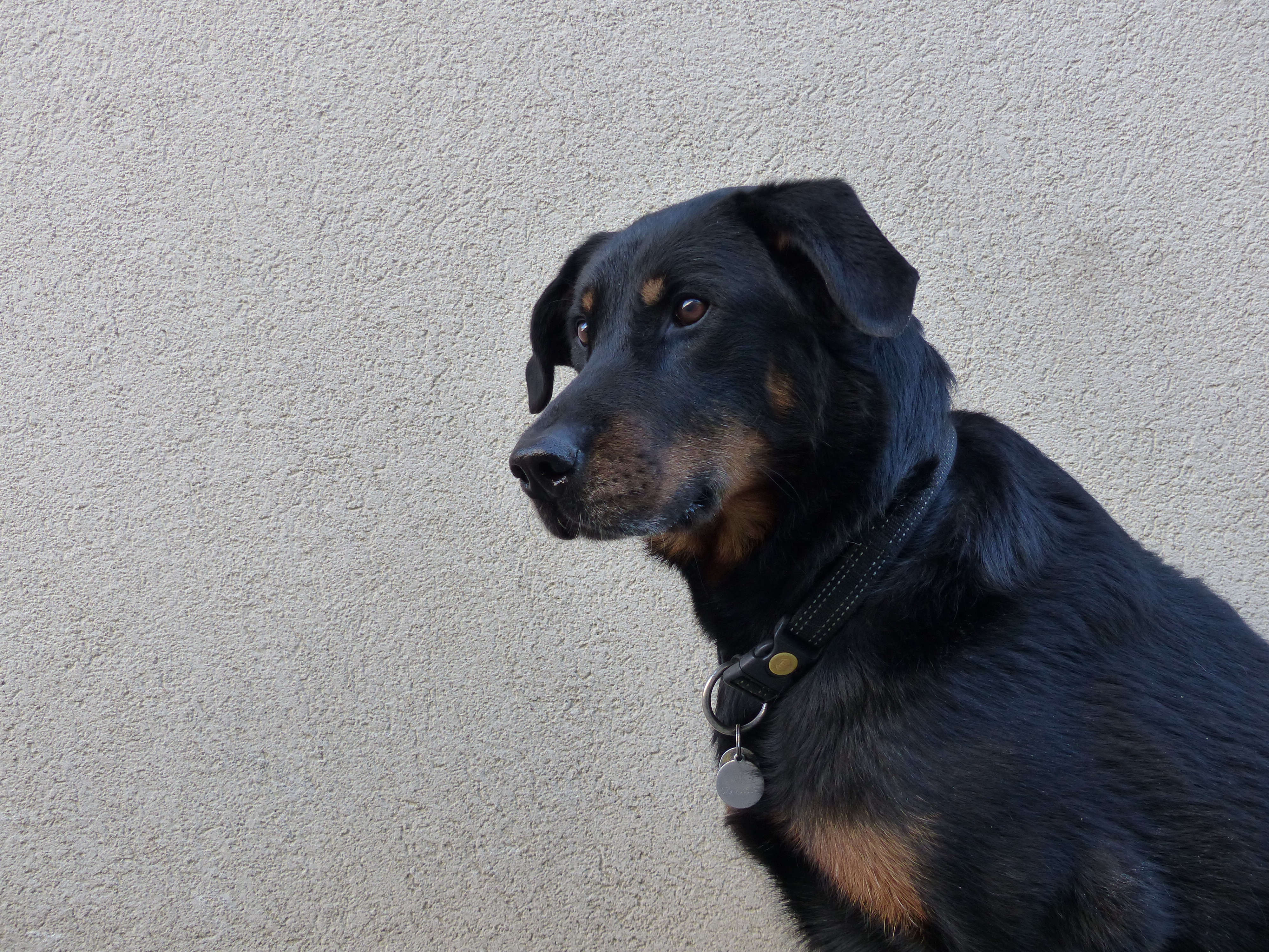 Filechien Beauceronjpg Wikimedia Commons