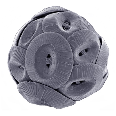 Datoteka:Coccolithus pelagicus.jpg