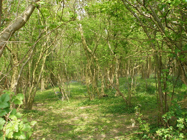 File:Coppiced woodland with bluebells - geograph.org.uk - 426972.jpg