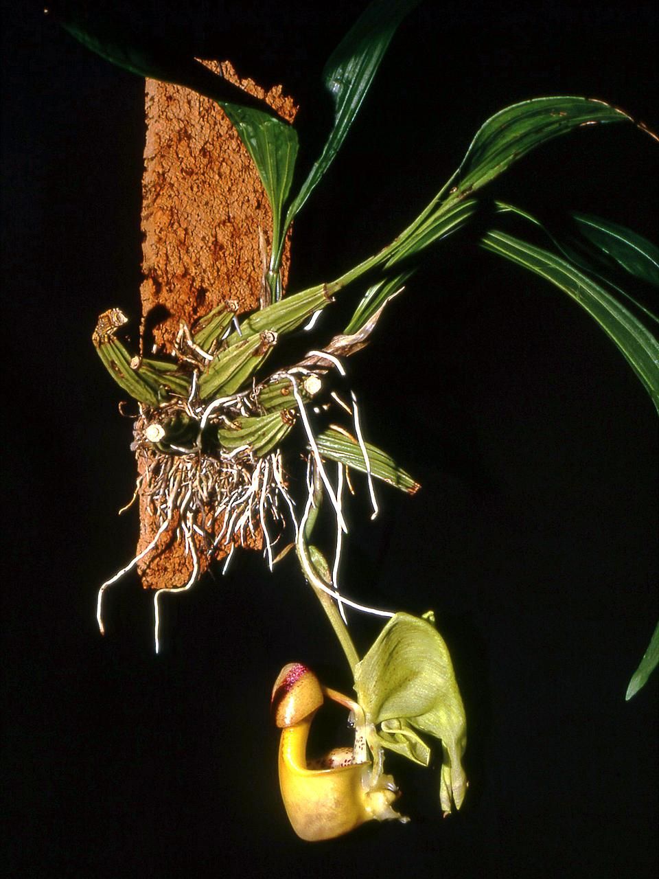 セール低価 ヤフオク! - 熱帯植物 Coryanthes verrucol