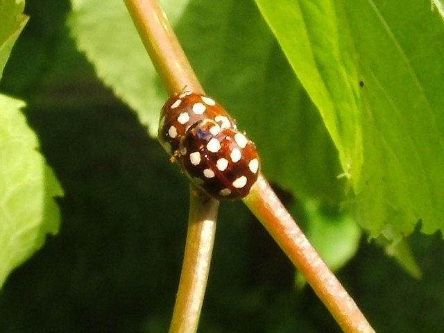 File:Cream-spot Ladybird - geograph.org.uk - 1906363.jpg