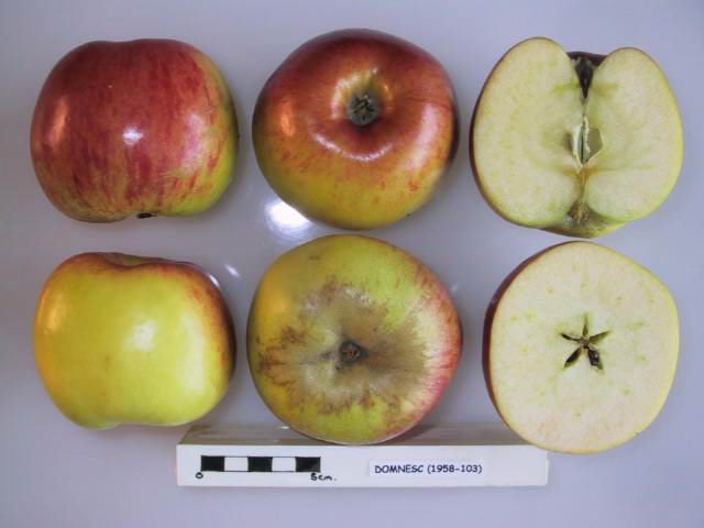 File:Cross section of Domnesc, National Fruit Collection (acc. 1958-103).jpg