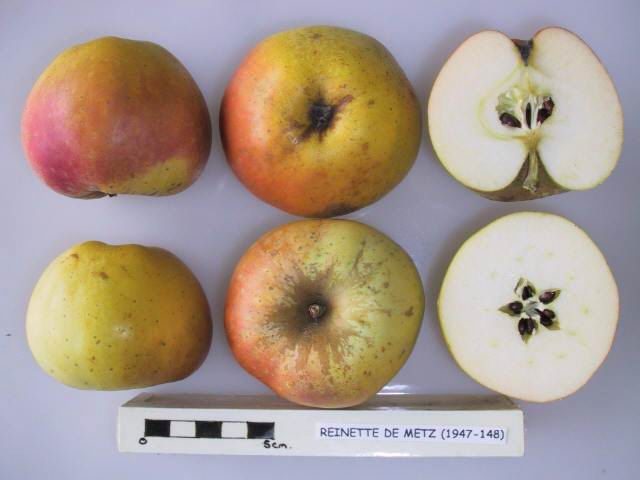 File:Cross section of Reinette de Metz, National Fruit Collection (acc. 1947-148).jpg