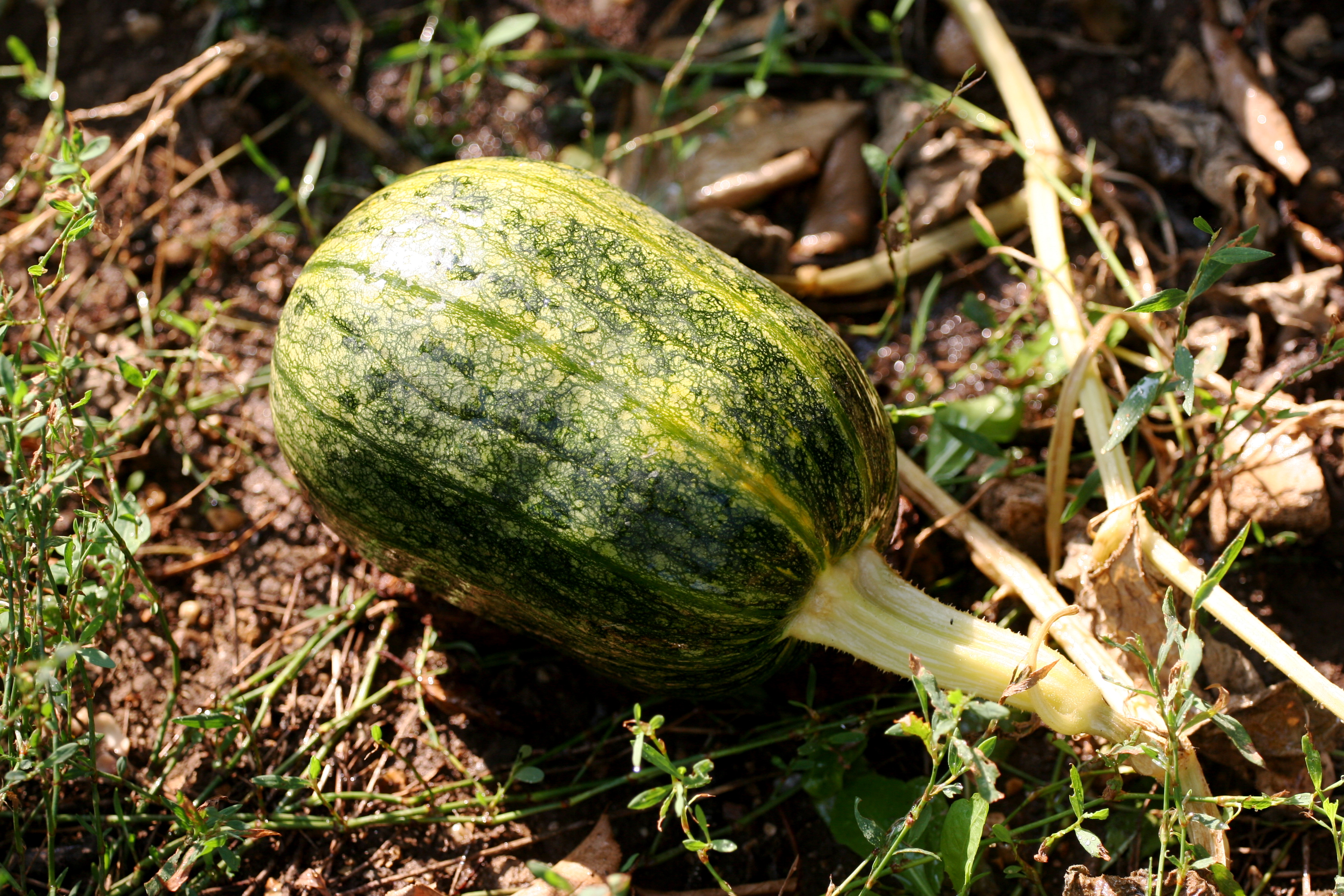 Cucurbita ecuadorensis. Cucurbita Andreana. Cucurbita moschata ‘Tromboncino’. Cucurbita Pepo subsp. Pepo.