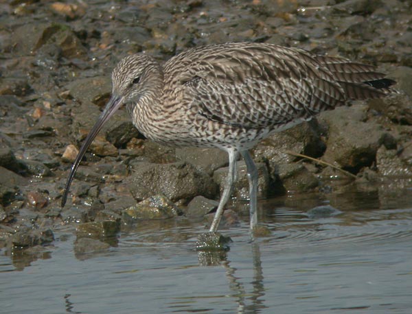 File:Curlew numenius arquata.jpg