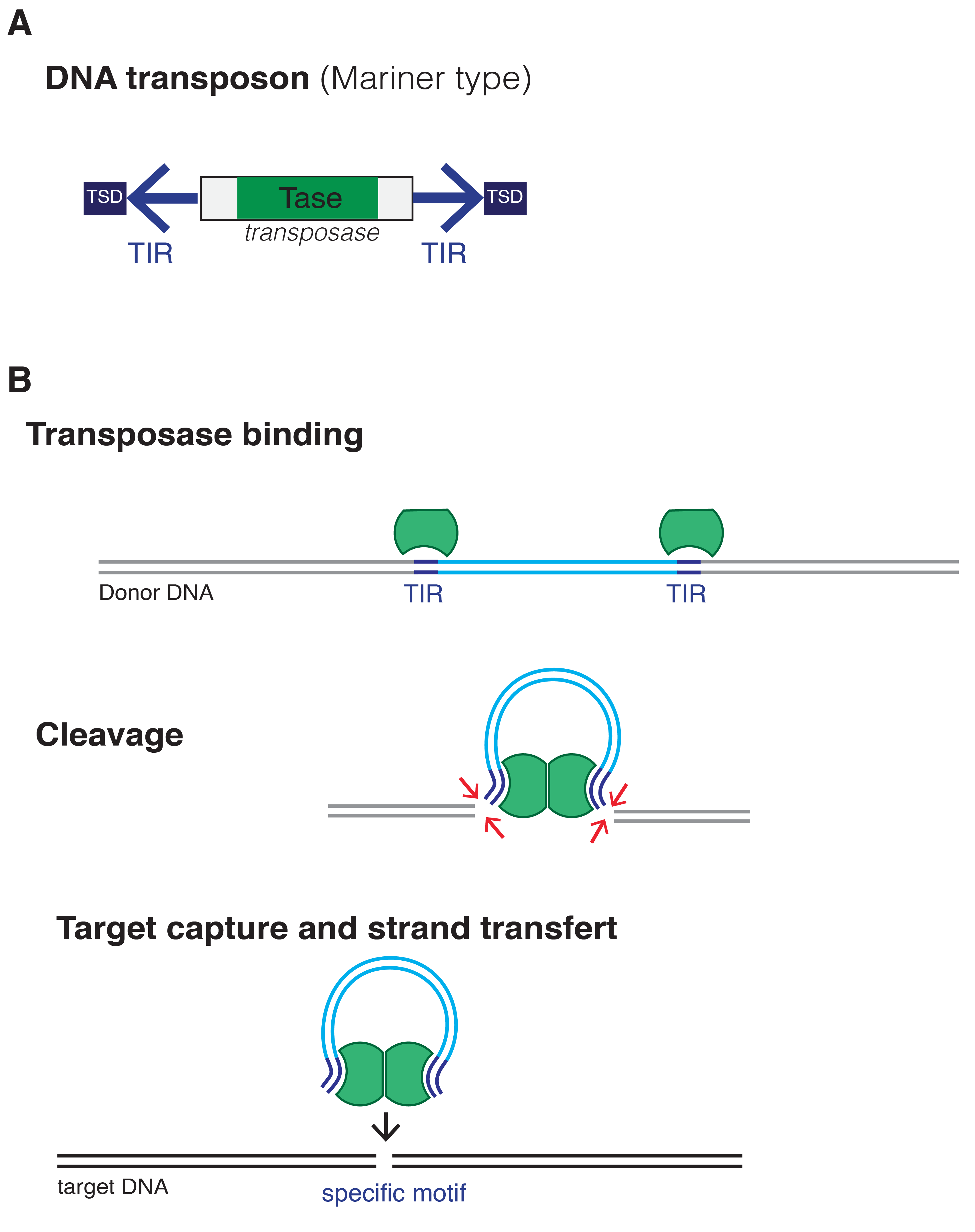 DNA transposon