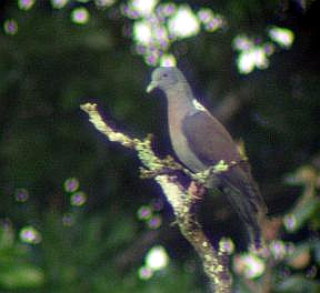 <span class="mw-page-title-main">Eastern bronze-naped pigeon</span> Species of bird