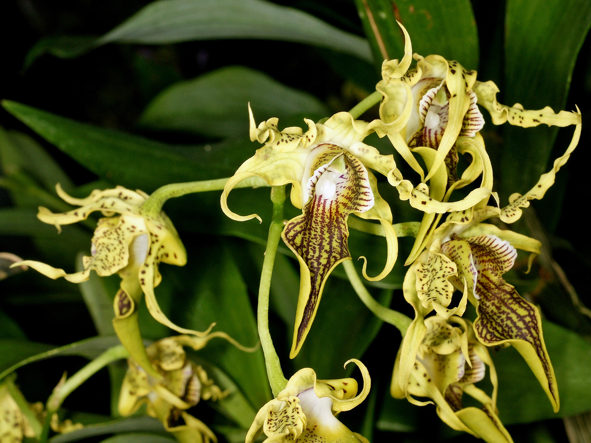 Kết quả hình ảnh cho Dendrobium alexandrae Schlechter