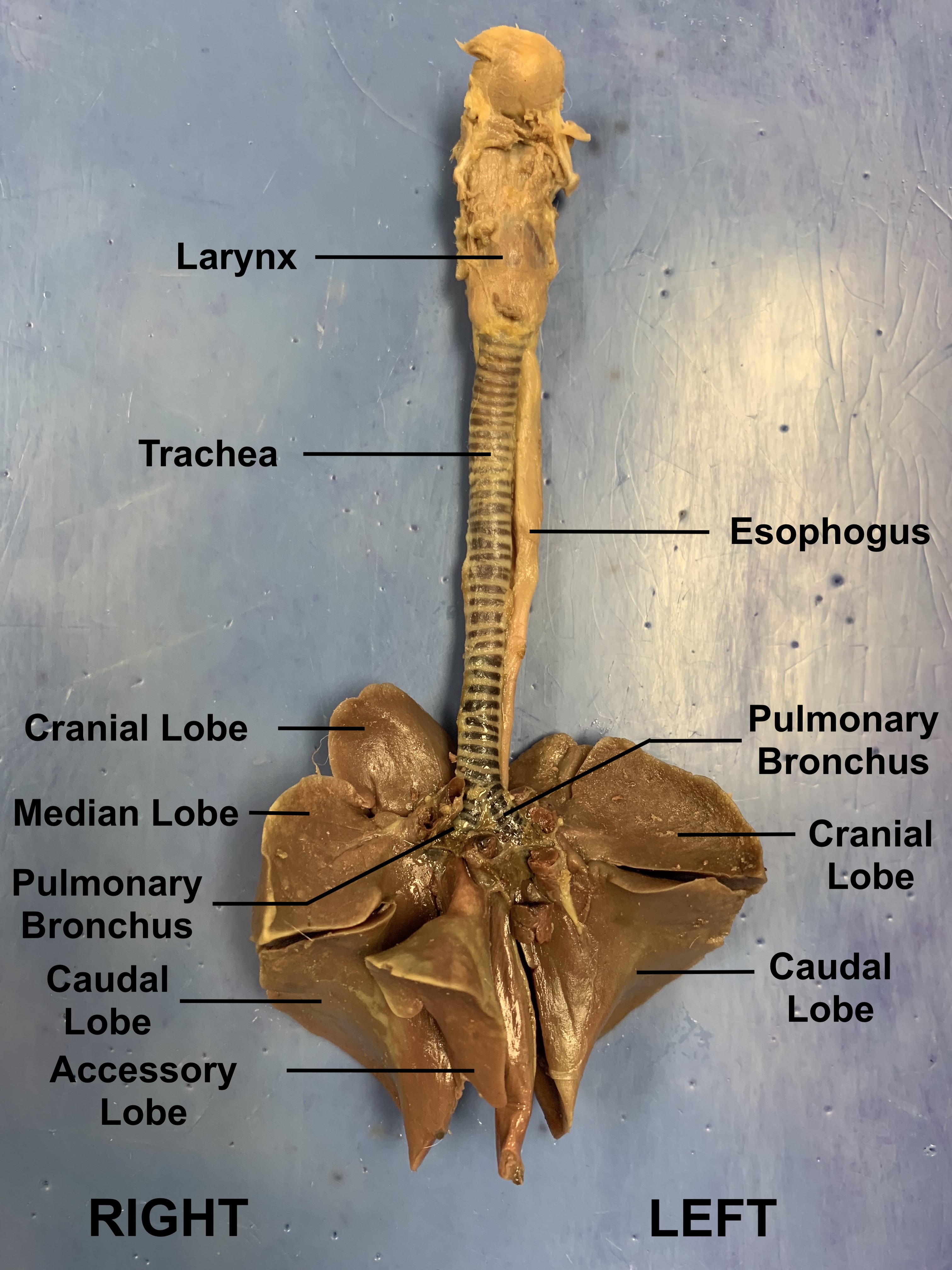 ファイル Dissected Rabbit Lungs Jpg Wikipedia