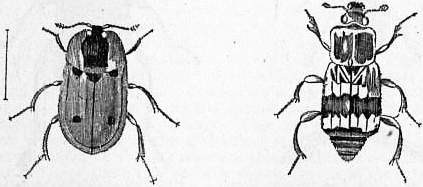 EB1911 Coleoptera - Fig. 10.—Silpha quadripunctata, Fig. 11.—Necrophorus vespillo.jpg