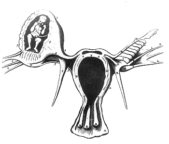 File:Ectopic.gif