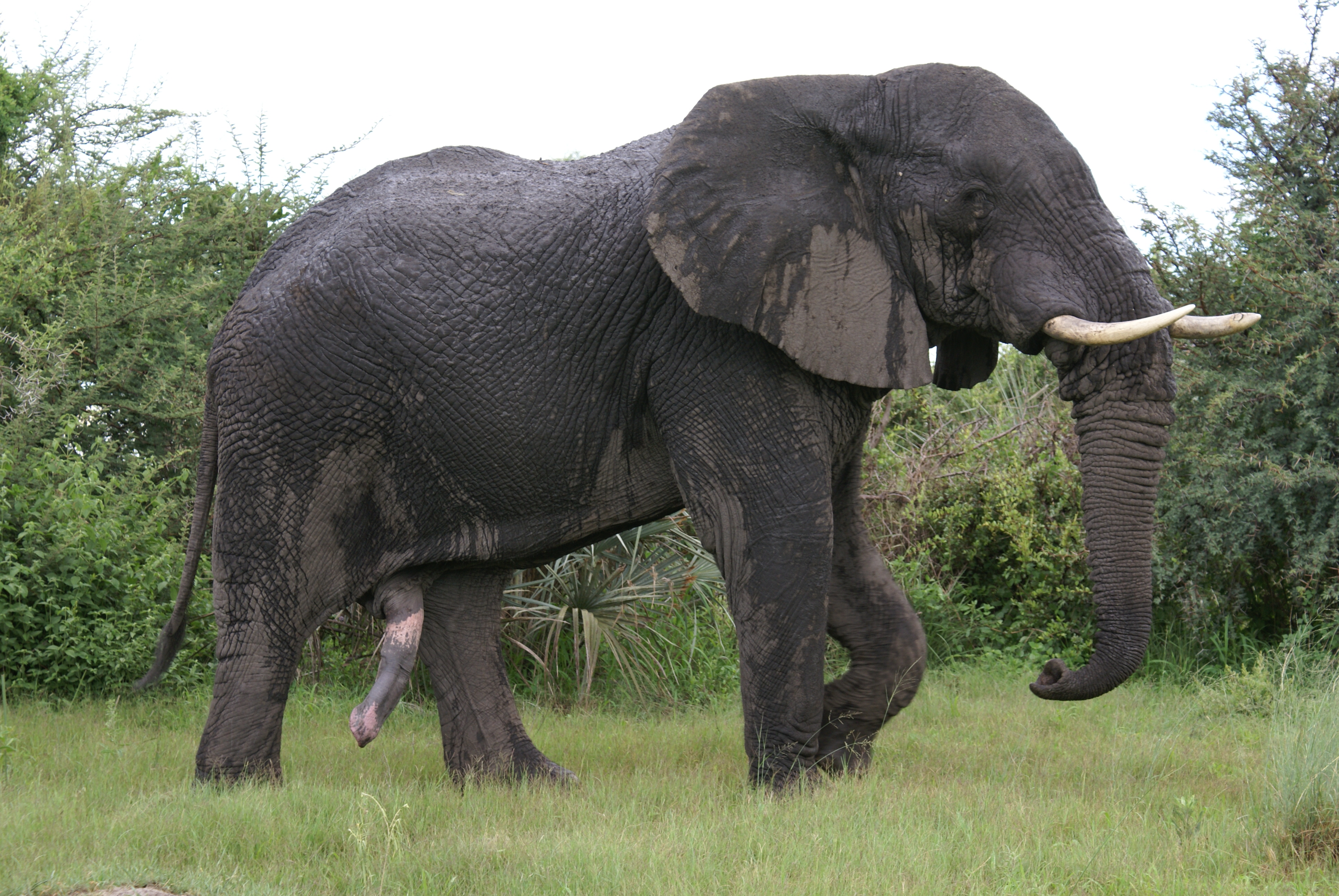 Animals with the biggest dicks