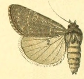 <i>Euxoa birivia</i> Species of moth