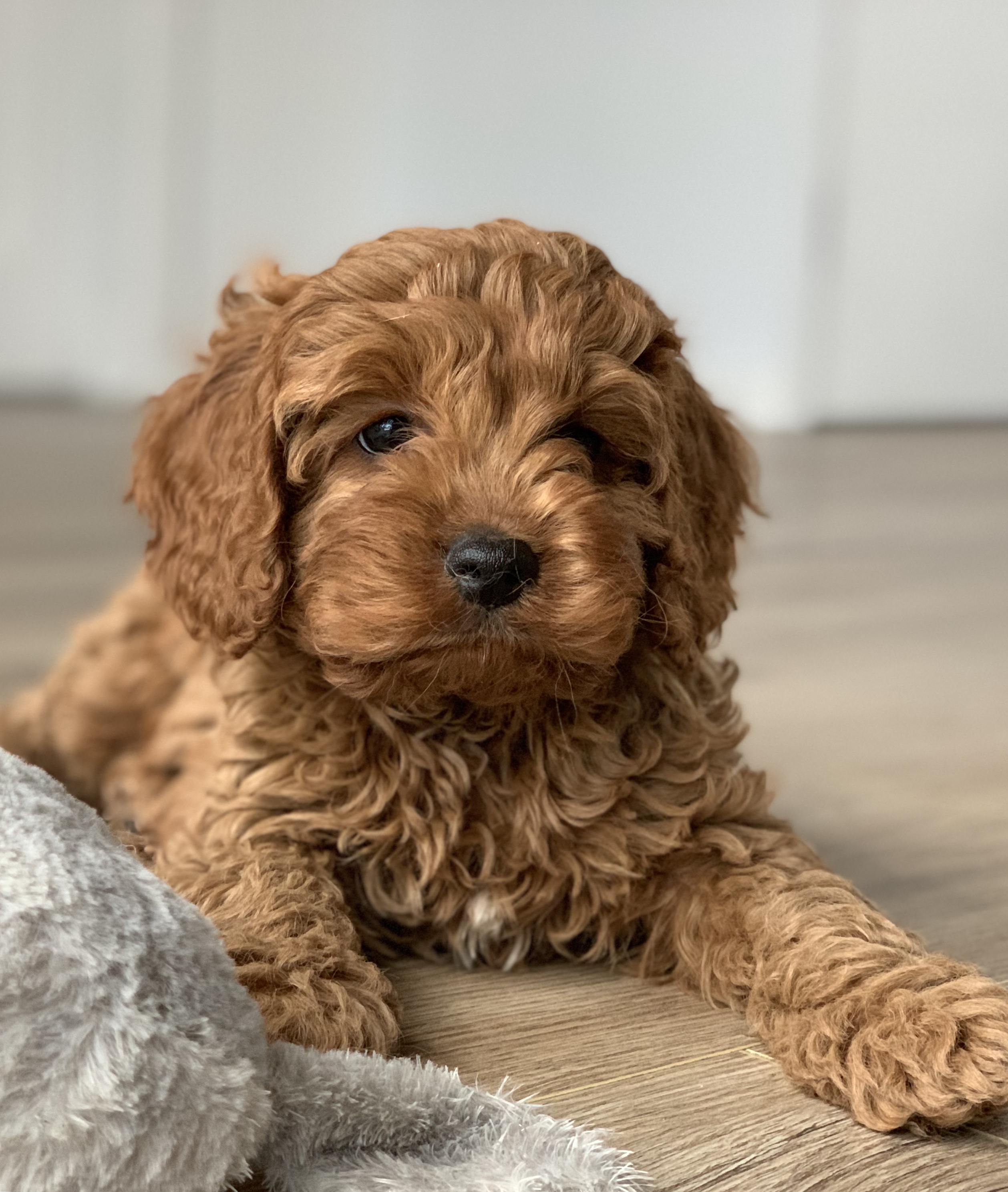 what do you feed a cavapoo puppy