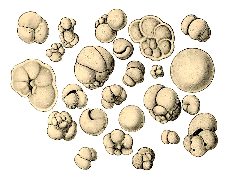 File:FMIB 47660 Shells from Globigerina Ooze.jpeg