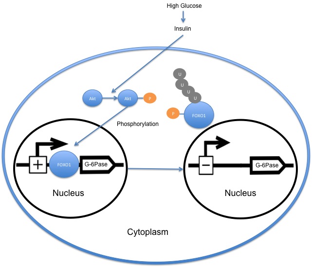 File:FOXO1 glucose.jpg