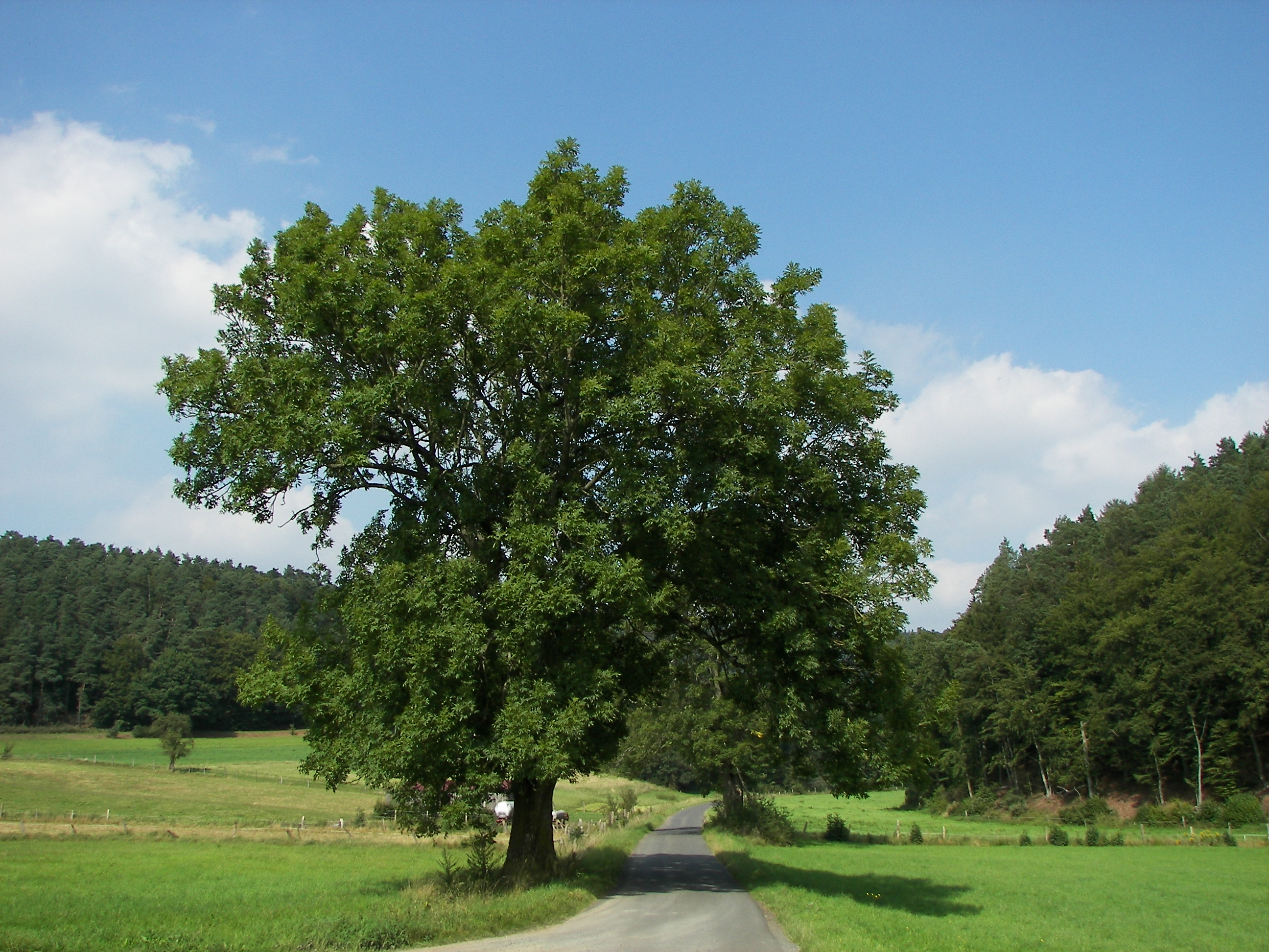 Gemeine Esche – Wikipedia