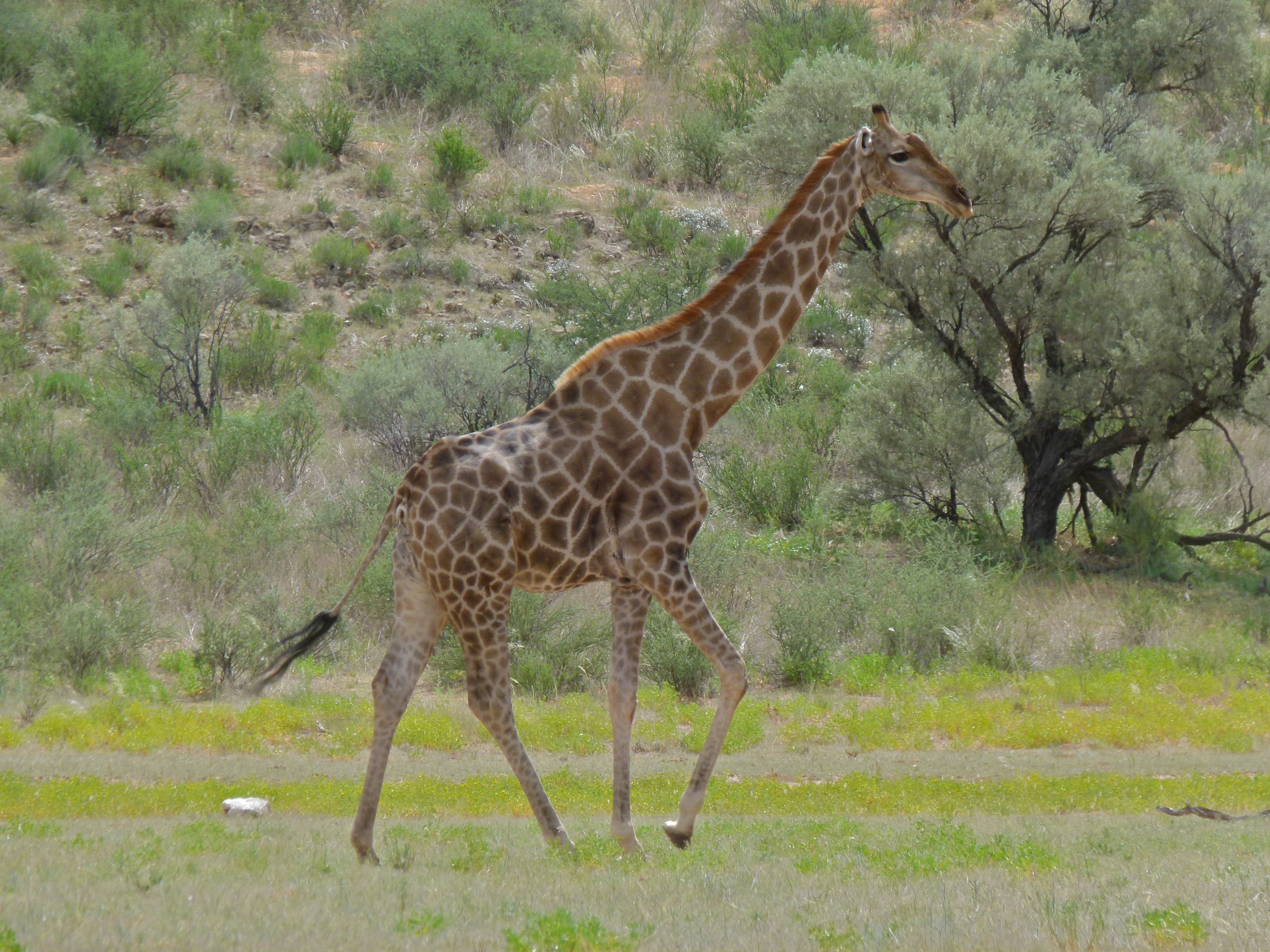 Giraffe (Giraffa camelopardalis) (6896276832).jpg