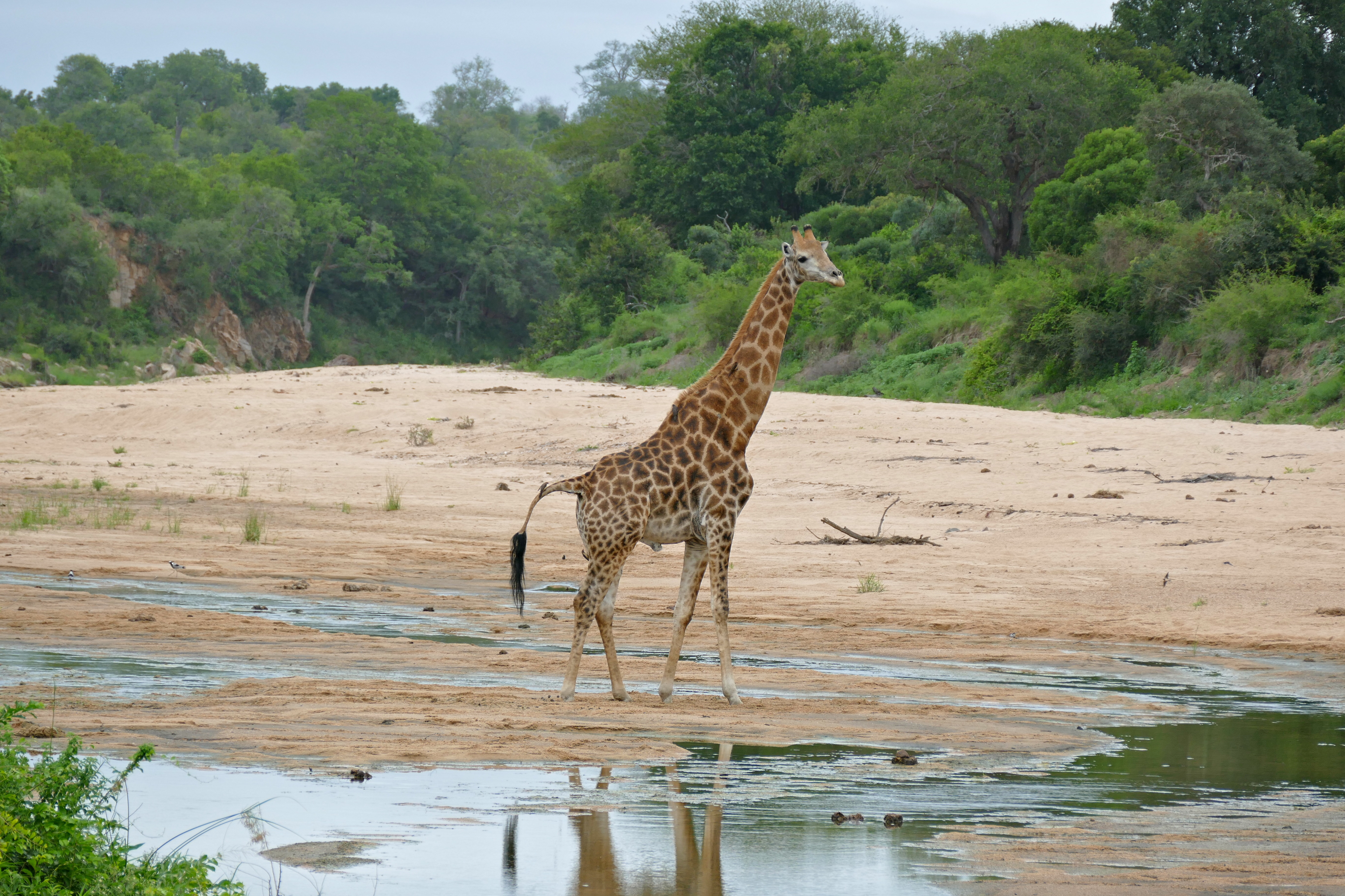 Giraffe (Giraffa camelopardalis) male defecating in Biyamiti riverbed (16583570666).jpg