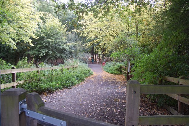 Hadleigh Great Wood - geograph.org.uk - 991864