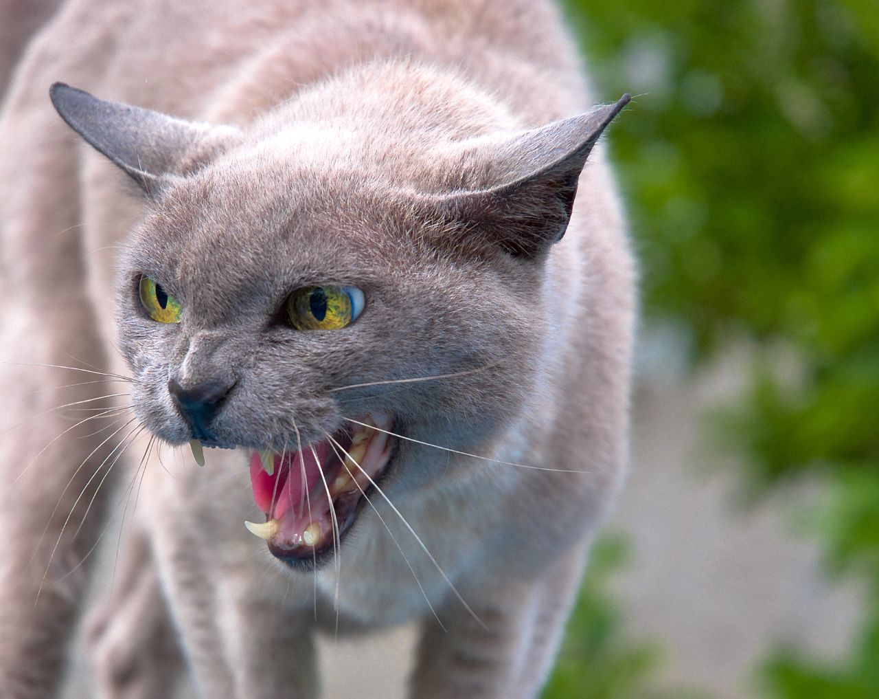 Angry Cat Face at the Veterinary Clinic. Cat after Haircut