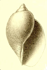 <i>Harpovoluta charcoti</i> Species of gastropod