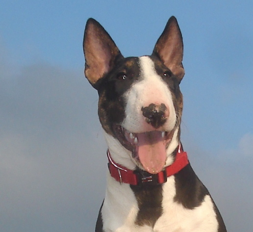 bull terrier head