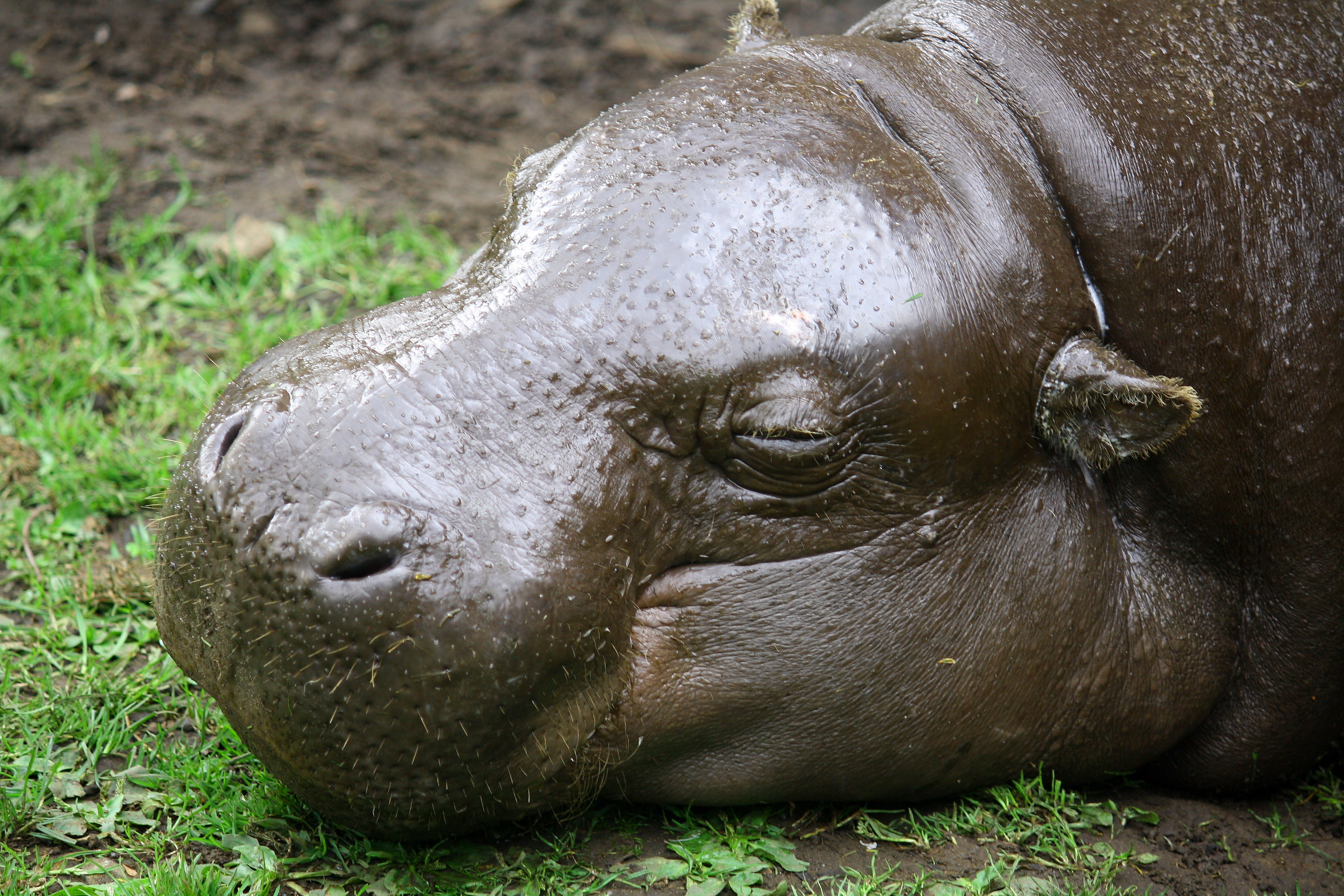 Бегемот ии. Карликовый Бегемот. Hexaprotodon liberiensis. Нильский Бегемот. Животные Африки. Карликовый Бегемот.