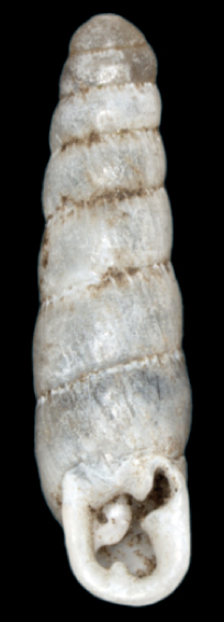 Huttonella bicolor shell.png