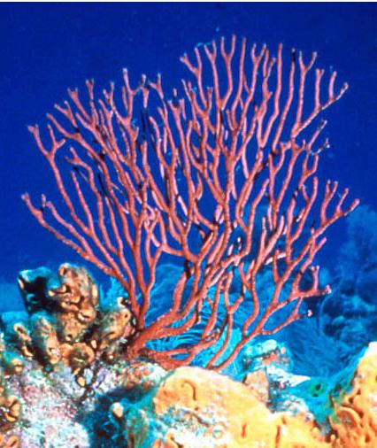 Water Animals Underwater Purple Gorgonian Deep In Sea Sea Life