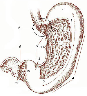 Diagram from cancer.gov:* 1. Body of stomach* 2. Fundus* 3. Anterior wall* 4. Greater curvature* 5. Lesser curvature* 6. Cardia* 9. Pyloric sphincter* 10. Pyloric antrum* 11. Pyloric canal* 12. Angular incisure* 13. Gastric canal* 14. Rugal folds
