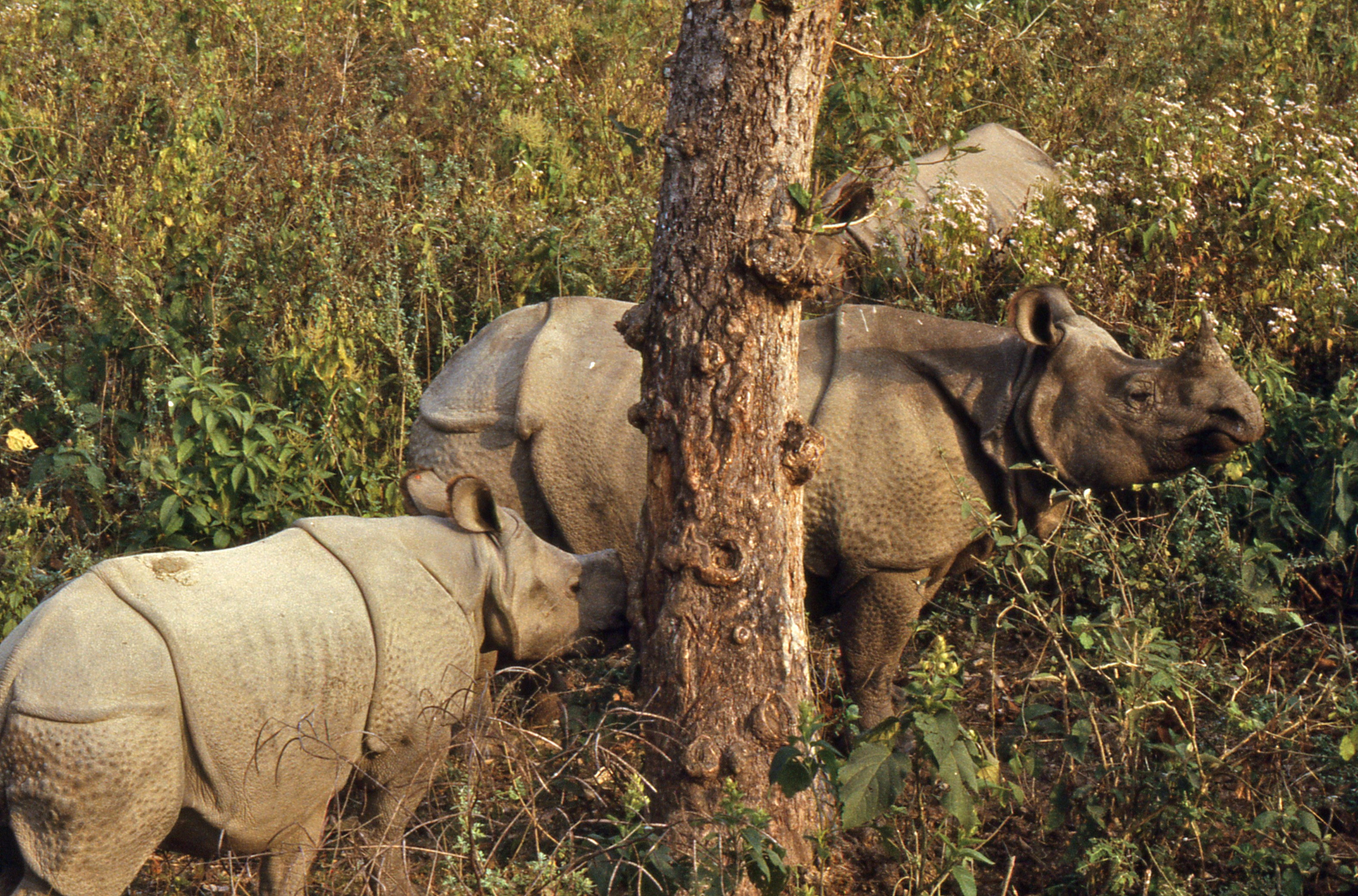 Indian Rhinos (Rhinoceros unicornis) female and 2 youngs (20353140978).jpg