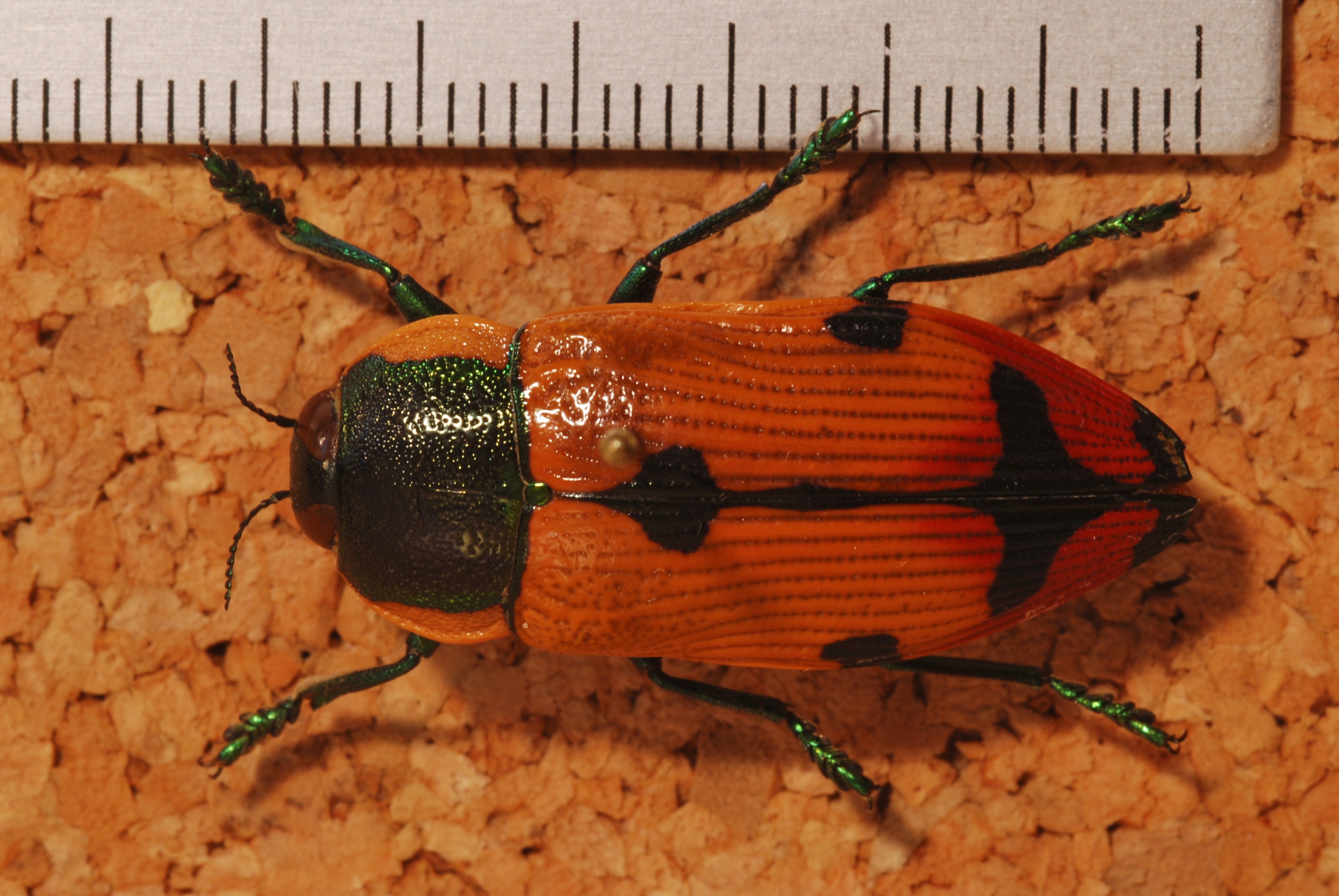 Jewel Beetle (Temognatha variabilis) (8244277853).jpg