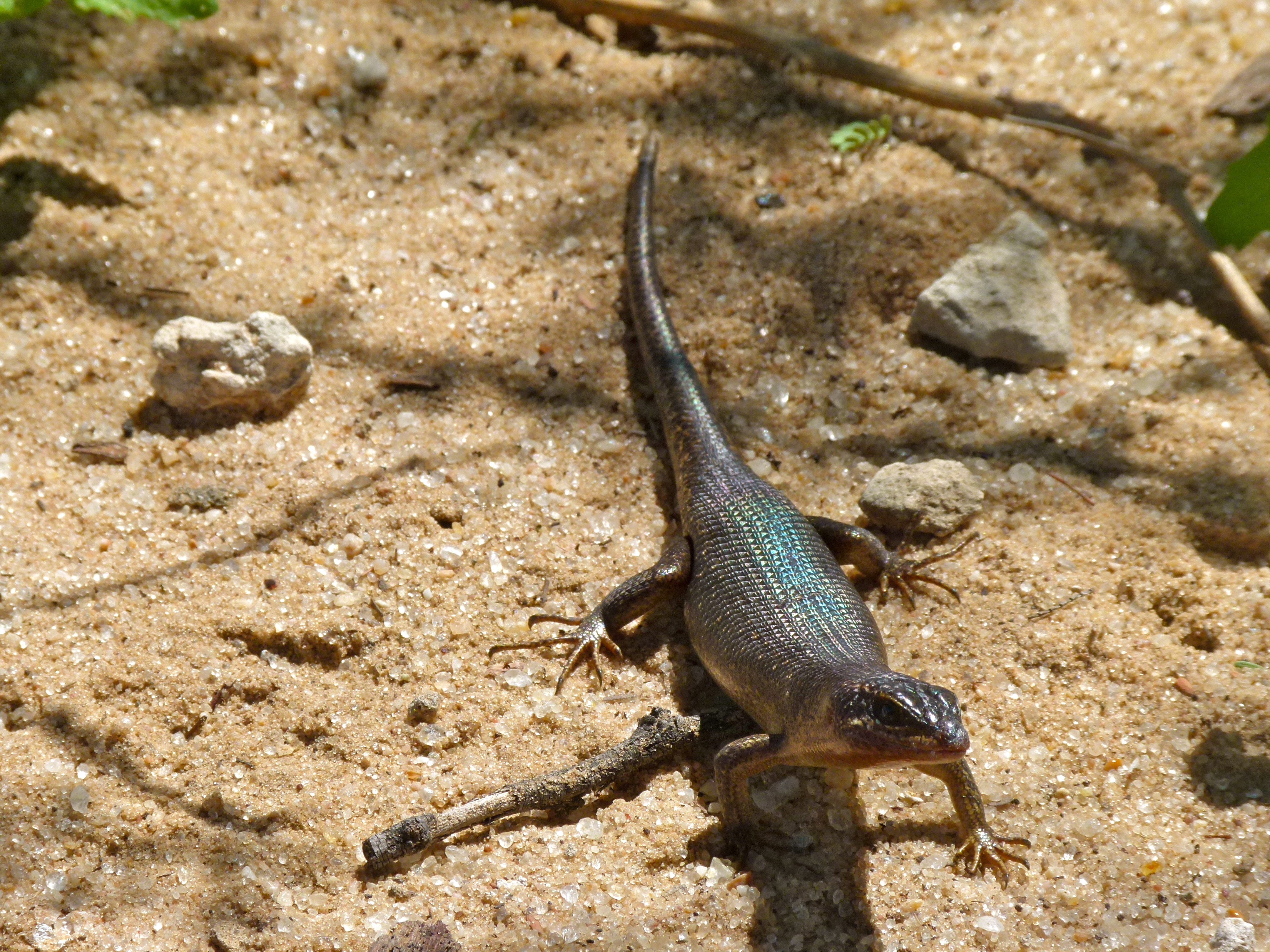 Karasburg Tree Skink (Trachylepis sparsa) (7014652299).jpg