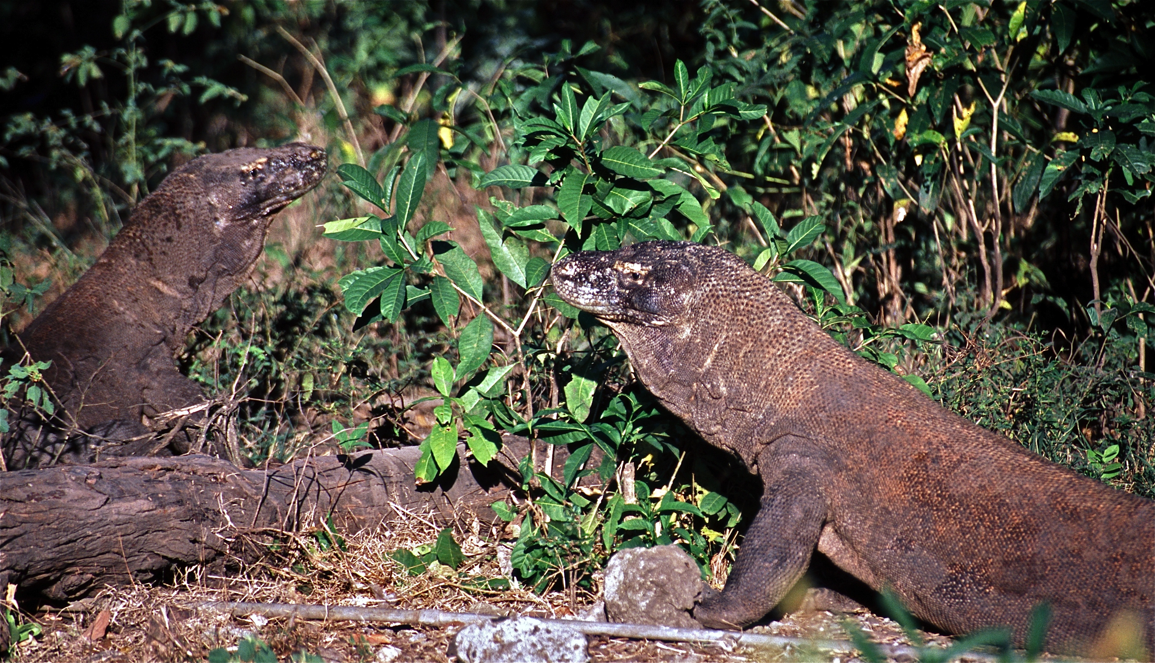 Komodo Dragons (Varanus komodoensis) on the trail (7880654884).jpg