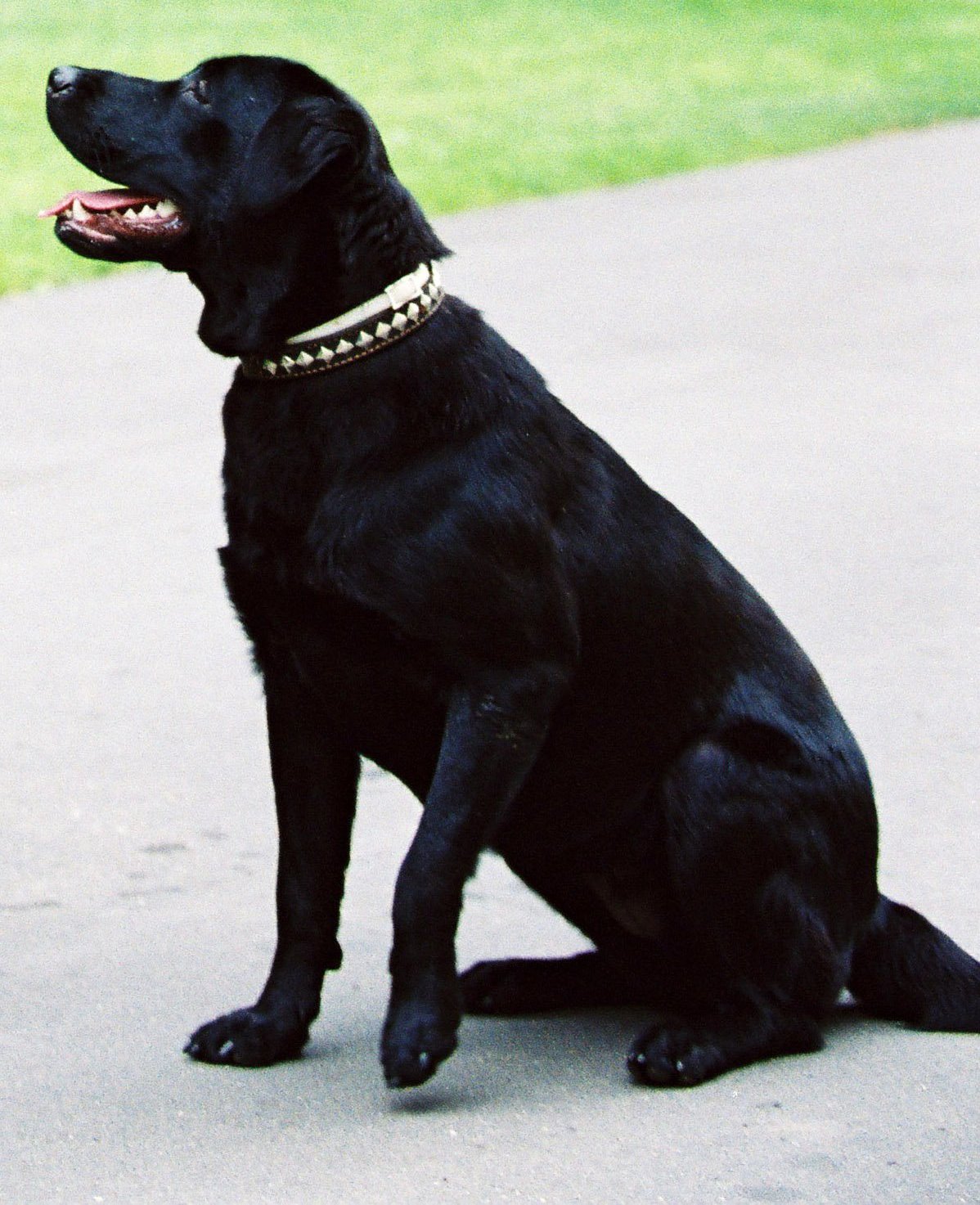 Konni (dog) Labrador Retriever owned by Vladimir Putin