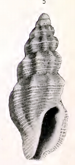 <i>Kurtzia</i> Genus of gastropods