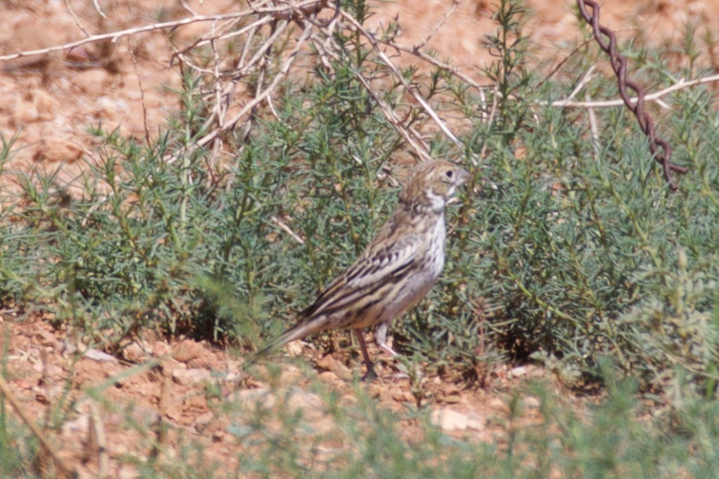 Lark Bunting (immature or female) - Rucker Canyon - AZ - 2015-08-13at10-57-242 (21014769004).jpg