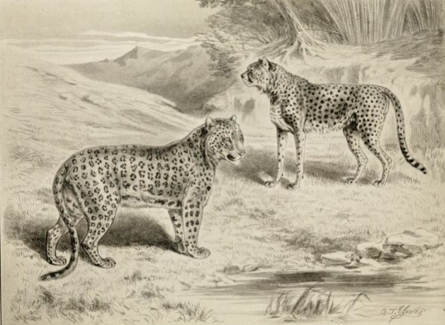 File:Leopard & cheetah.png