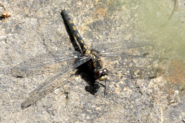 File:Leucorrhinia.dubia.female.jpg