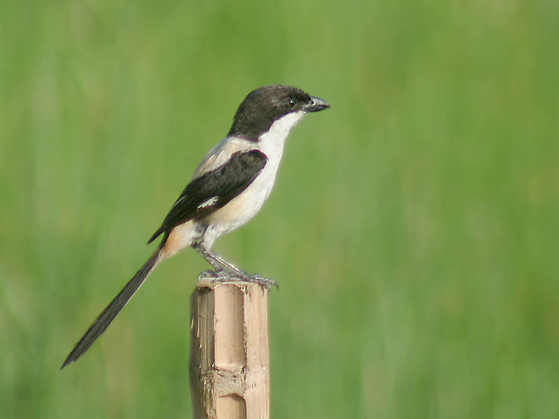 File:Long-tailed Shrike (tricolor race) I2 IMG 5023.jpg