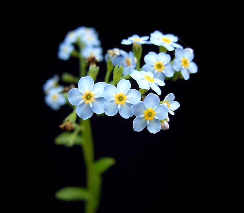 Myosotis - Wikipedia