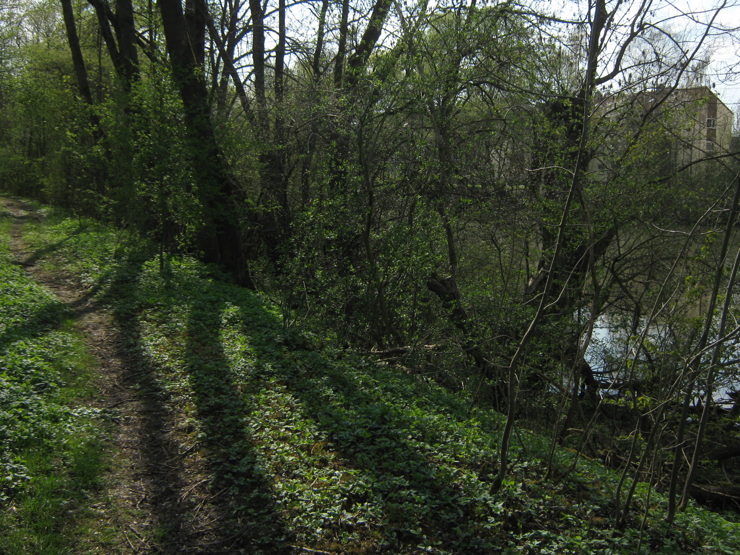 Seitenarm des Neckar im Naturschutzgebiet Alter Neckar