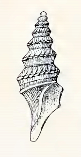 <i>Paracomitas augusta</i> Species of gastropod