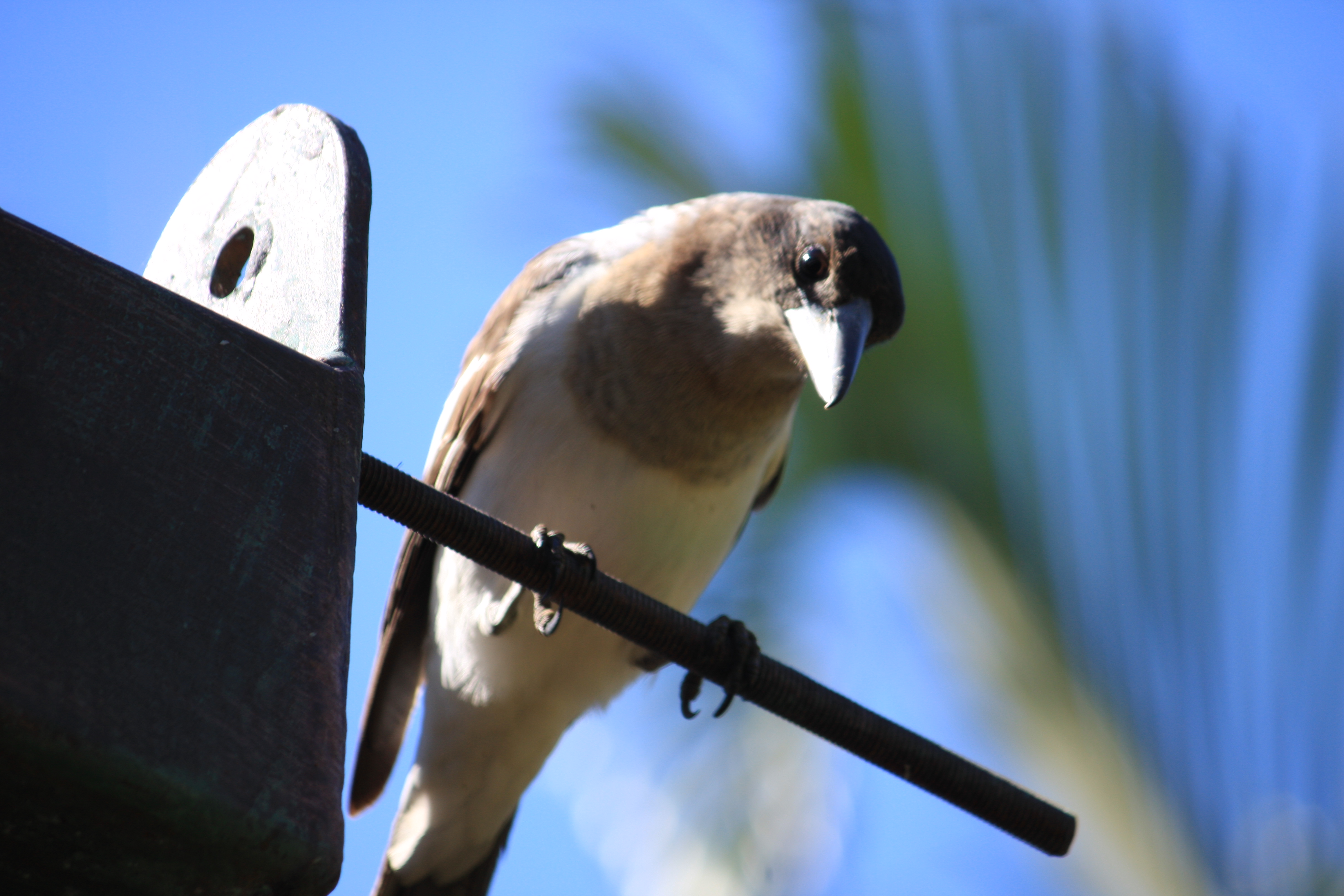 Pied Butcherbird, Byron Bay NSW - Australia, April 22 2014. (14648097536).jpg