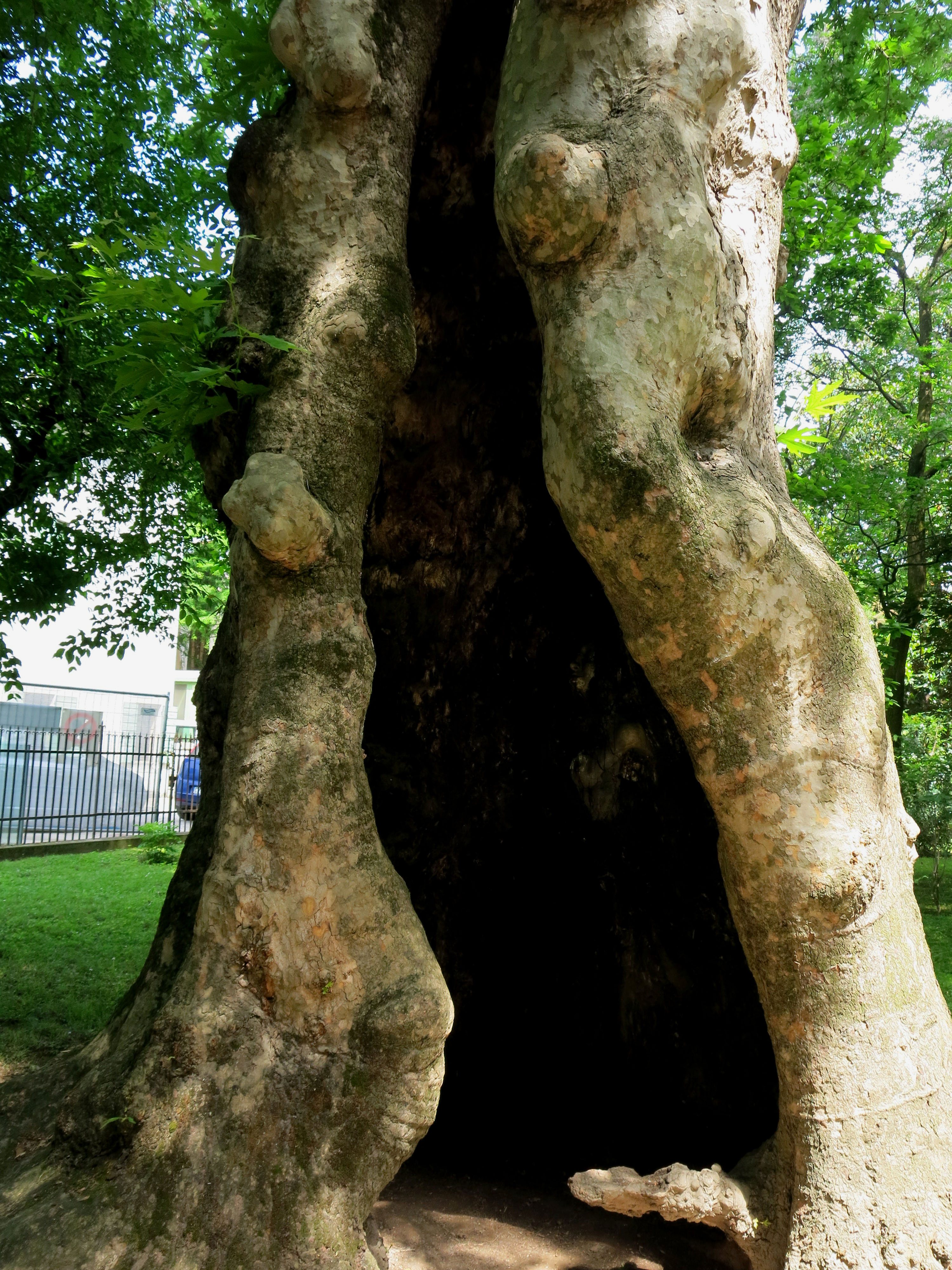 File Platane In Botanischer Garten Padua Jpg Wikimedia Commons